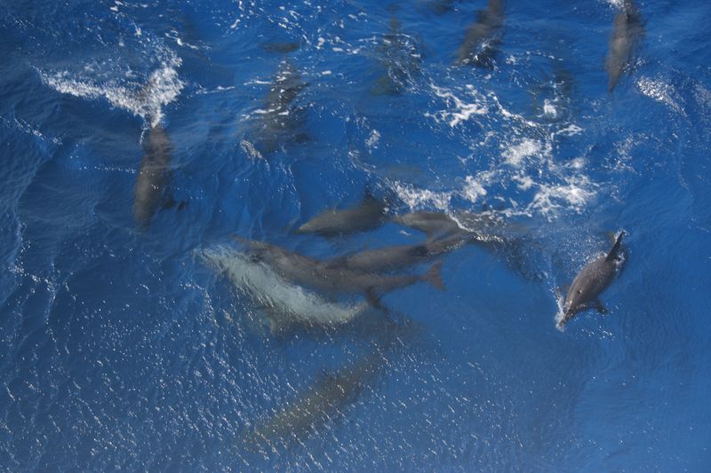 flipper_buvartura_08