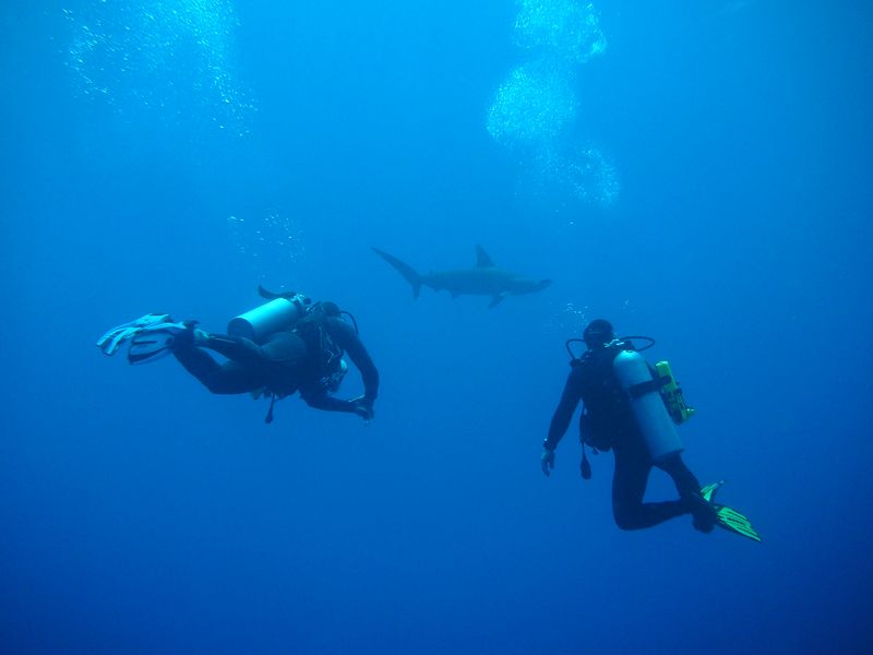 flipper_buvartura_09