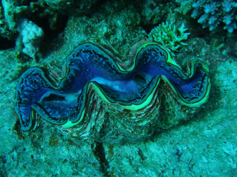 flipper_vizihaverok_03