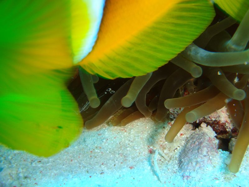 flipper_vizihaverok_05