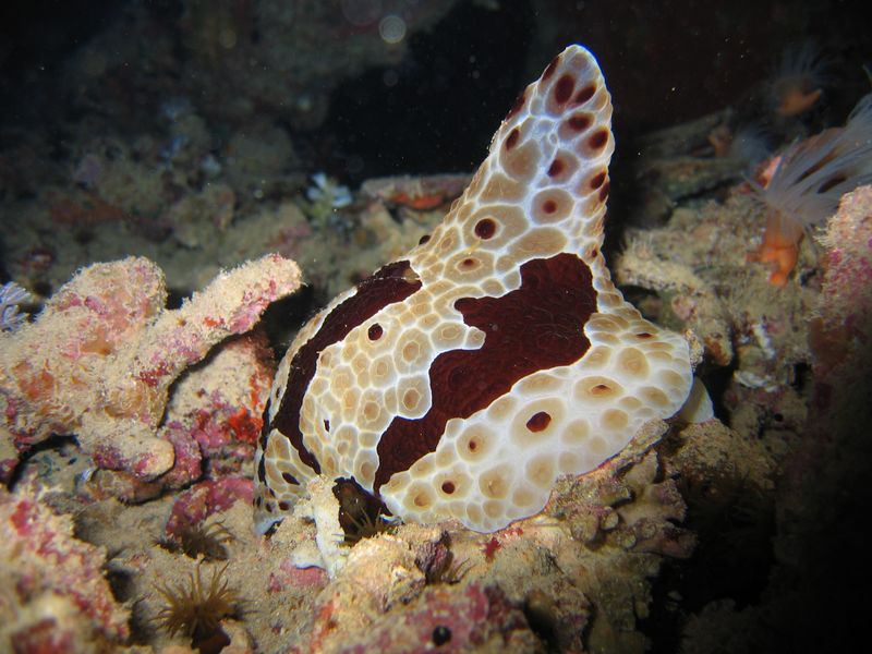 flipper_vizihaverok_08