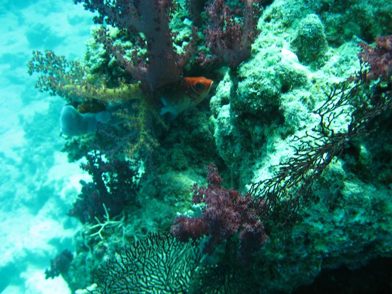 flipper_vizihaverok_09