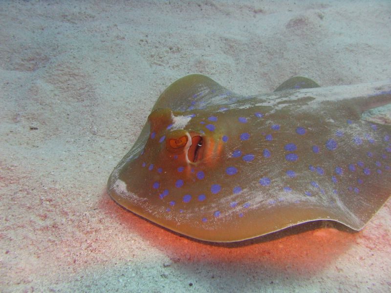 flipper_vizihaverok_15