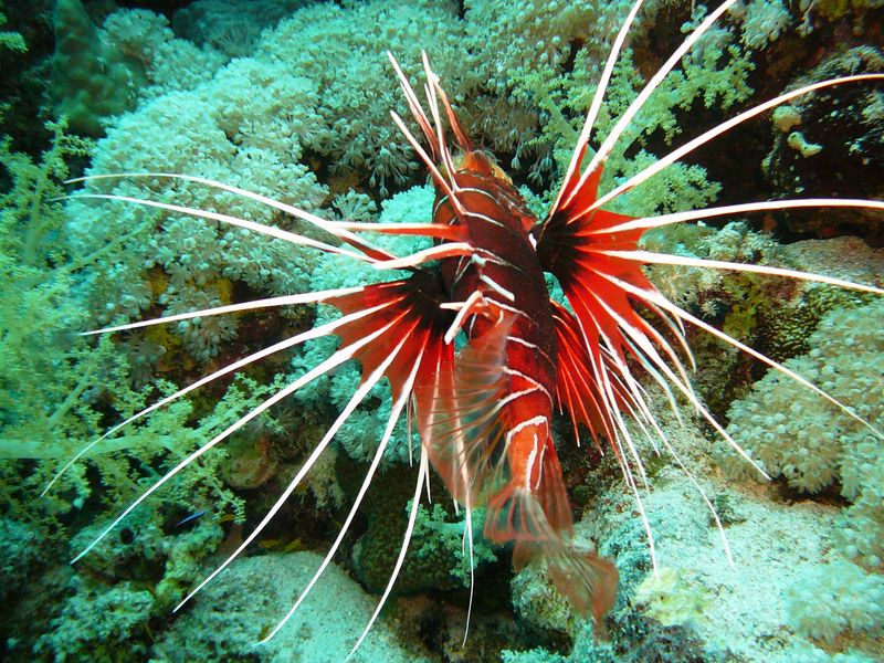 flipper_vizihaverok_17