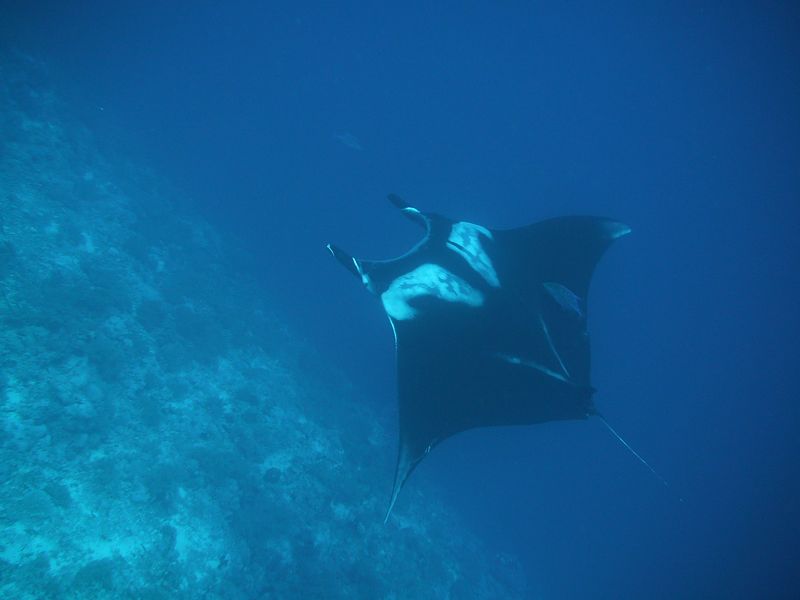 flipper_vizihaverok_18