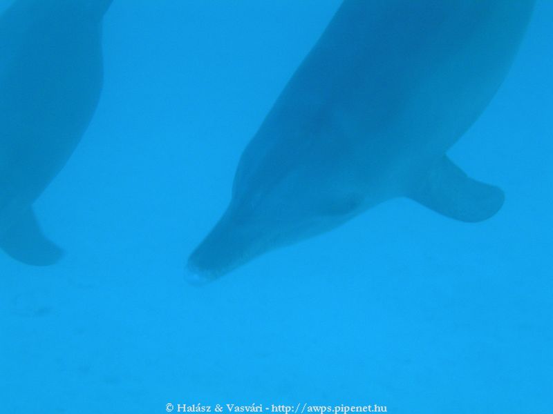 flipper_vizihaverok_19