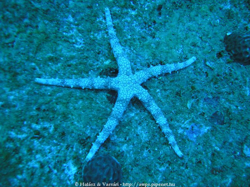 flipper_vizihaverok_20