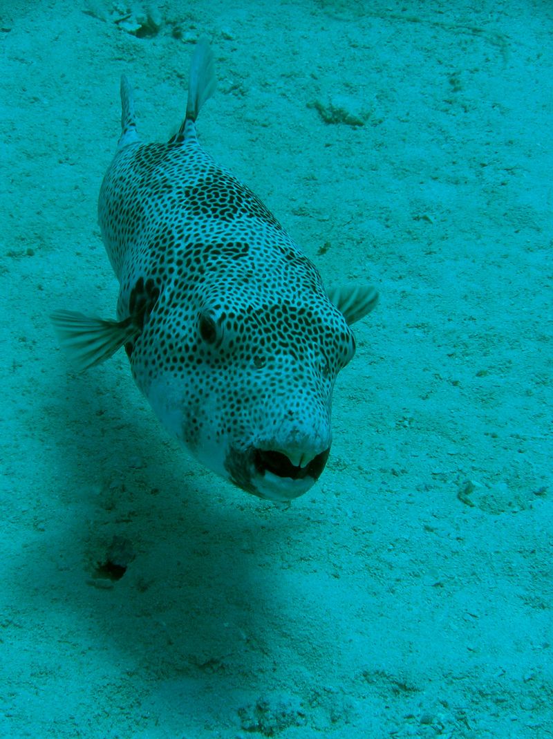 flipper_vizihaverok_23