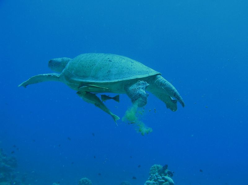 flipper_vizihaverok_25