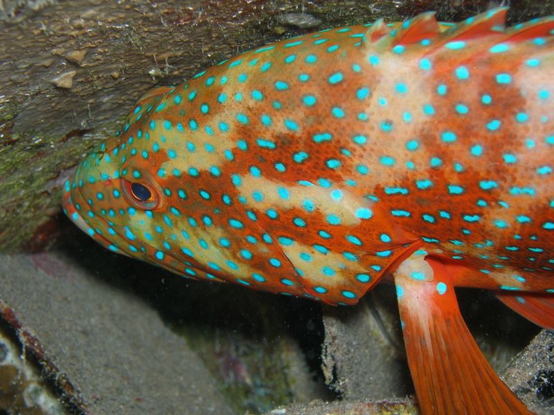 olympus-digital-camera-8