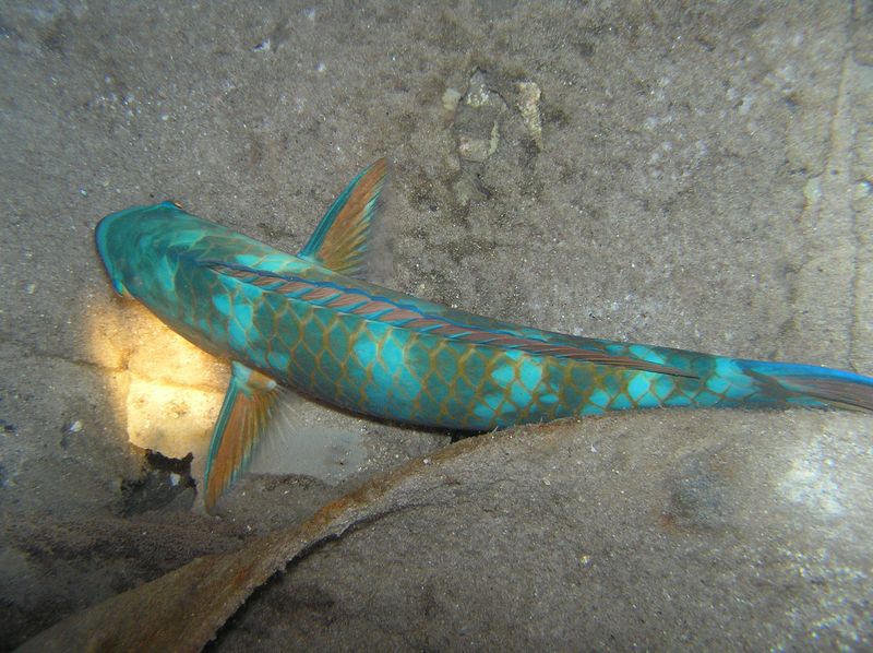 olympus-digital-camera-9