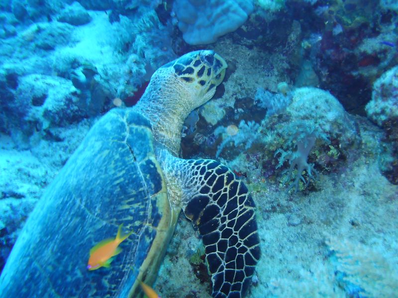 flipper_vizihaverok_30