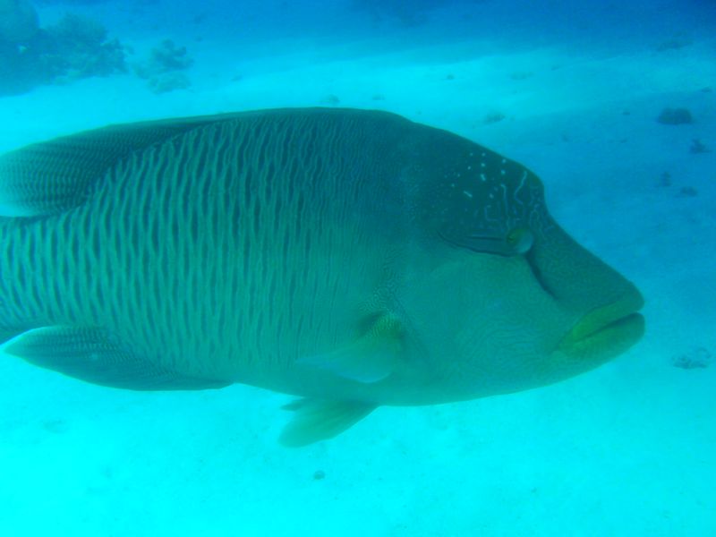 flipper_vizihaverok_31