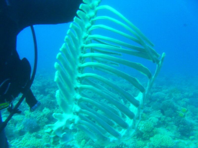 flipper_vizihaverok_32